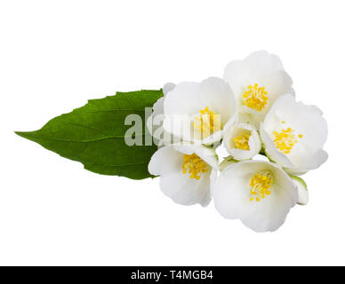 Fleurs de jasmin isolated on white Banque D'Images