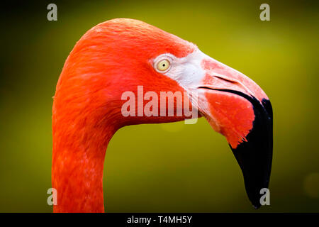 Un profil latéral saisissant capture l'essence d'un flamant rose dans toute sa splendeur corail. Le bec incurvé emblématique de l'oiseau, parfaitement adapté à ses speci Banque D'Images