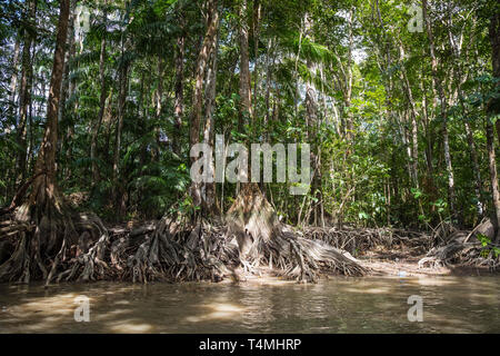 Maroni River près de Saint-Laurent, Guyana, Guyane, France Banque D'Images