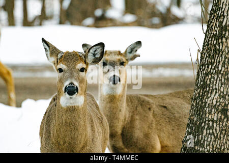 Portrait de deux droites sur le cerf de virginie mâles Banque D'Images