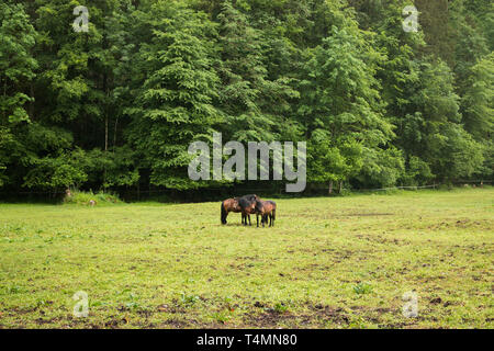 Chevaux dans les montagnes des Alpes, loin de la forêt verte. À pied en été, jour de la ville de Hallstatt, Autriche Banque D'Images