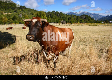 Vache saine dans un ranch dans la vallée de Futaleufú, en Patagonie, au Chili Banque D'Images