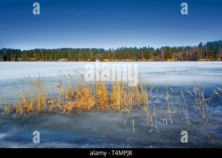 Au début du printemps, la glace fond sur un lac de forêt. Banque D'Images