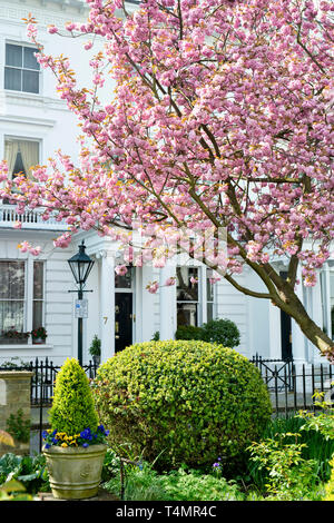 Prunus. Japanese cherry blossom tree au printemps. Kensington Gate, South Kensington, Londres. UK Banque D'Images