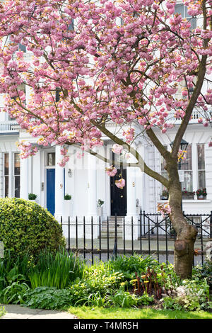 Prunus. Japanese cherry blossom tree au printemps. Kensington Gate, South Kensington, Londres. UK Banque D'Images