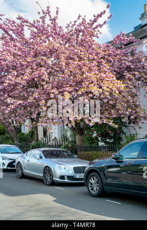 Prunus. Japanese cherry blossom tree au printemps. Launceston Place, South Kensington, Londres. Banque D'Images