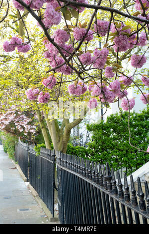 Prunus. Japanese cherry blossom tree au printemps. Launceston Place, South Kensington, Londres. UK Banque D'Images