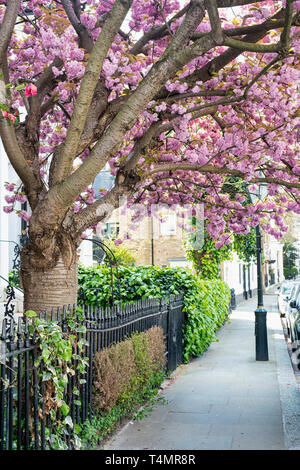 Prunus. Japanese cherry blossom tree au printemps. Launceston Place, South Kensington, Londres. UK Banque D'Images