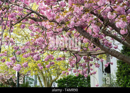 Prunus. Japanese cherry blossom tree au printemps. Launceston Place, South Kensington, Londres. UK Banque D'Images