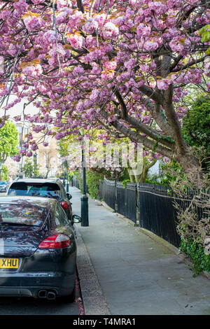 Prunus. Japanese cherry blossom tree au printemps. Launceston Place, South Kensington, Londres. UK Banque D'Images