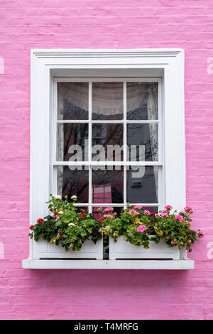 Maison mitoyenne rose coloré et fenêtre de dialogue avec des fleurs roses dans la rue Bywater, Chelsea, le Royal Borough de Kensington et Chelsea, Londres, Angleterre Banque D'Images