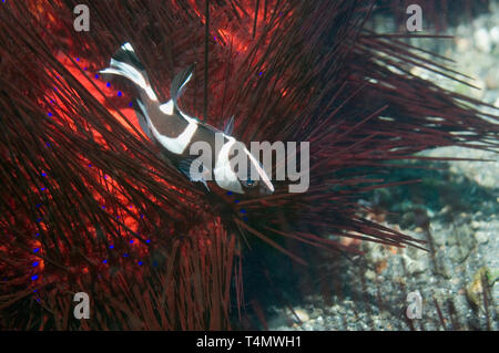 Snapper Lutjanus sebae (empereur), la mise à l'abri dans un faux feu urchin (Astropyga radiata). Détroit de Lembeh, au nord de Sulawesi, Indonésie. (Digital Banque D'Images