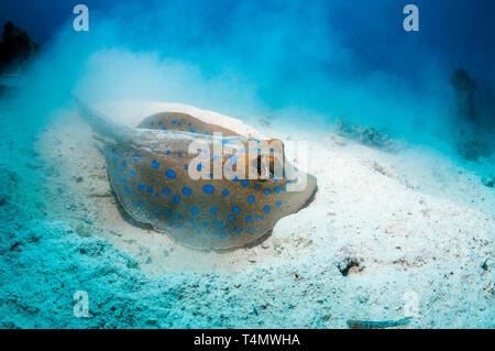 Ribbontail Bluespotted (Taeniura lymma ray) en bas de la mer de sable d'arrachage pour trouver de mollusques ou les vers. L'Egypte, Mer Rouge. Banque D'Images