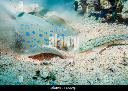 Ribbontail Bluespotted ray (Taeniura lymna) creuser dans le fond sablonneux pour mollusques ou les vers, surveillée par un sandperch (Parapercis hexophtalma mouchetée Banque D'Images