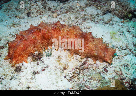 Concombre de mer bordé de rouge (Thelenota rubralineata). Nord de Sulawesi, en Indonésie. Banque D'Images