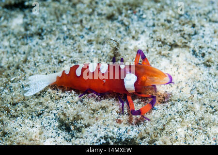 Crevettes empereur [Zenopontonia rex]. La Papouasie occidentale, en Indonésie. Indo-ouest pacifique. [Anciennement Periclemenes imperator]. Banque D'Images