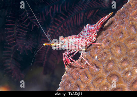 Bec-charnière de Durban [Rhynchocinetes durbanensis crevette]. Puerto Galera, Philippines. Banque D'Images