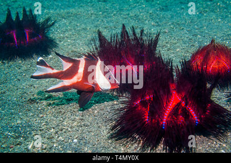 Snapper Lutjanus sebae empereur [juvénile] a l'abri chez les oursins de mer [Astropyga radiata]. Nord de Sulawesi, en Indonésie. Pacifique Indo-ouest Banque D'Images