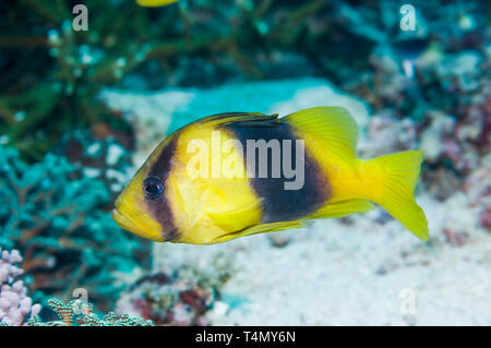 Deux Soapfish Diploprion-[bifasciatum]. Le Parc National de Komodo, en Indonésie. Indo-ouest pacifique. Banque D'Images