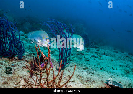 Gold-spotted sweetlips Plectorhinchus [flavomaculatus]. Triton Bay, en Papouasie occidentale, en Indonésie. Banque D'Images