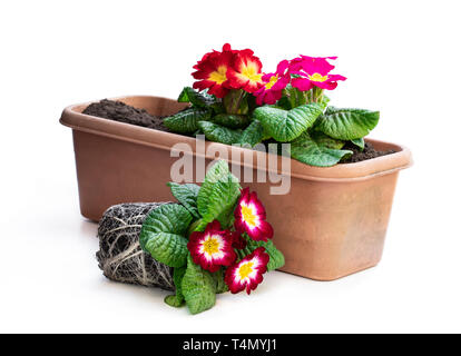 Primevères colorées en noir pots isolated on white. Prêts pour la plantation Banque D'Images