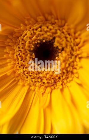 Close up detail d'une Gerbera Jaune pétales de fleurs Daisy et la stigmatisation ou le disque Banque D'Images