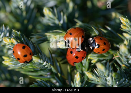 Spot 7 coccinelle (Coccinella 7-punctata), Juniper sur Banque D'Images