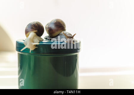 Deux escargots Achatina et cosmétiques sur le fond clair. Extreme close-up macro photographie. Mollusques sur les bocaux. Slime anti-vieillissement. Fokus sélective Banque D'Images