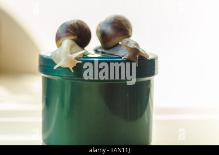 Deux escargots Achatina et cosmétiques sur le fond clair. Extreme close-up macro photographie. Mollusques sur les bocaux. Slime anti-vieillissement. Fokus sélective Banque D'Images