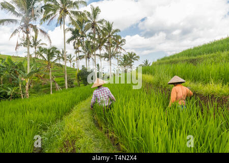 Les agricultrices travaillant dans les plantations de riz de Jatiluwih exposée sur Bali, Indonésie, Asie du sud est. Banque D'Images