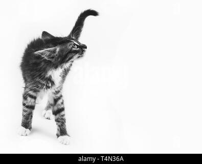 Peu de gris kitty avec oreilles épinglées recherche, fond blanc avec copie espace photo en noir et blanc Banque D'Images