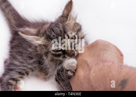 Peu de gris kitty jouant, mordre la main de l'homme, white background with copy space Banque D'Images