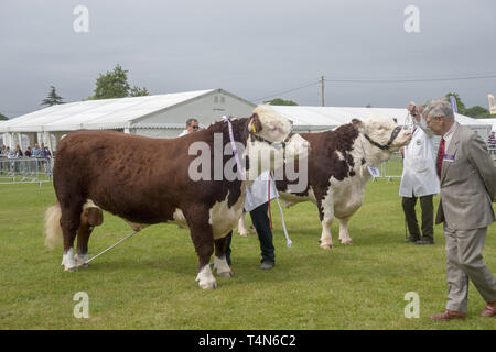 Les bovins au Salon de l'agriculture du sud de l'Angleterre, Ardingly, Sussex, UK Banque D'Images