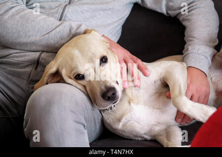 Chien labrador retriever jaune bénéficie d'entreprise de son propriétaire assis sur un canapé et un joli chien. Propriétaire d'avoir du plaisir avec son animal de concept. Banque D'Images