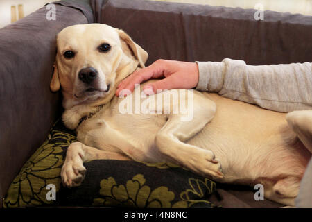 Chien labrador retriever jaune bénéficie d'entreprise de son propriétaire assis sur un canapé et un joli chien. Propriétaire d'avoir du plaisir avec son animal de concept. Banque D'Images