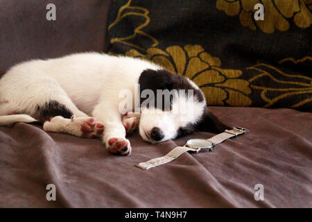 Chiot mignon de petit noir blanc race mélangée est en train de dormir dans le lit à la maison, Close up. Adorable chiot et chien de race demi endormi, reposant et relaxant. Banque D'Images