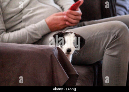 Portrait de petit chiot femelle au lit, de la table et canapé est posé pour la séance photo, Close up. Petit noir blanc race mélangée, d'adorables chiots. Banque D'Images