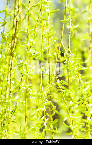 Environnement naturel, jardin botanique de textures et de la bioénergie concept - feuilles vertes au printemps, nature background Banque D'Images