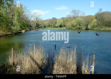 Une vue générale des bassins de Hampstead Heath Banque D'Images