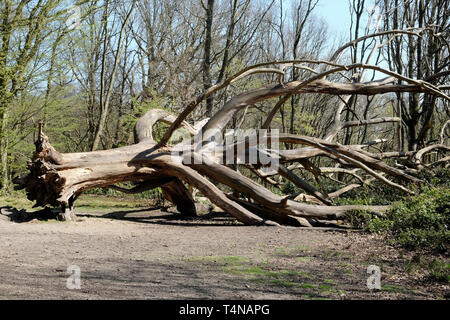 Un arbre mort portant sur le Parc-de-chaussée, Hampstead Heath, Londres Banque D'Images