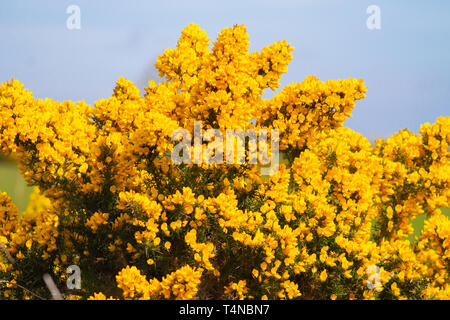 L'ajonc d'‎Ulex europaeus en pleine floraison Banque D'Images