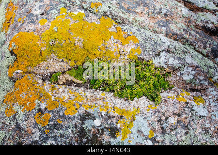 La croissance des lichens sur les roches du littoral à St Ives, Cornwall, UK. Banque D'Images