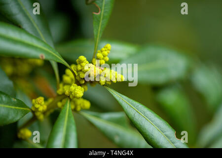 La flore de Gran Canaria - Myrica faya, petit arbre souvent utilisé pour le reboisement des zones de forêt de lauriers Banque D'Images