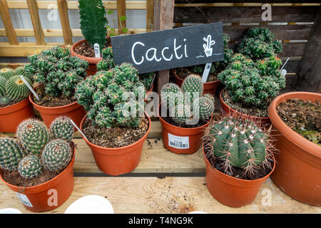 Un centre jardin de cactus en pot d'affichage pour la vente au printemps Banque D'Images