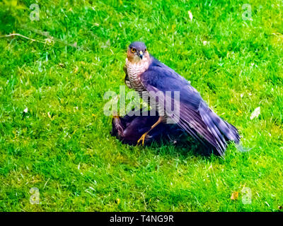 Un homme Épervier Accipter nisus juste après avoir attrapé une proie Blackbird Turdus merula dans un jardin de banlieue Banque D'Images