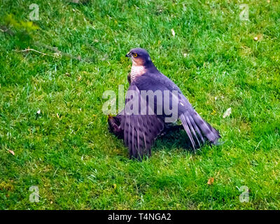 Un homme Épervier Accipter nisus juste après avoir attrapé une proie Blackbird Turdus merula dans un jardin de banlieue Banque D'Images