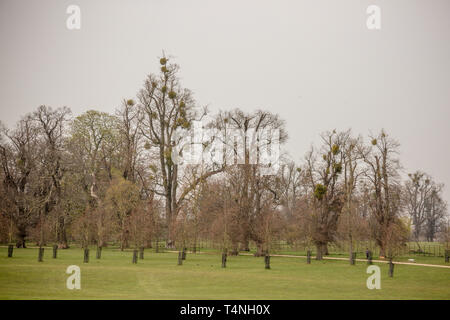 Boules de gui dans les arbres élevés au printemps visiible Banque D'Images