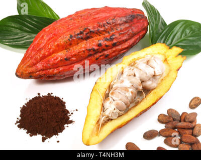 Cacao frais Fruits sur fond blanc Banque D'Images