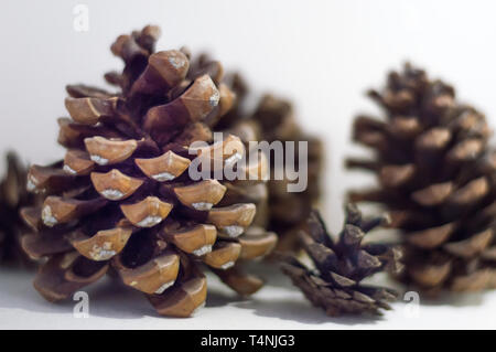De nombreux cônes de pin isolé en fond blanc Banque D'Images