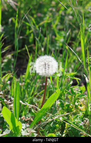 Différents types de fleurs dans l'herbe sur ressort : Taraxacum officinalis, Dente di leone Banque D'Images